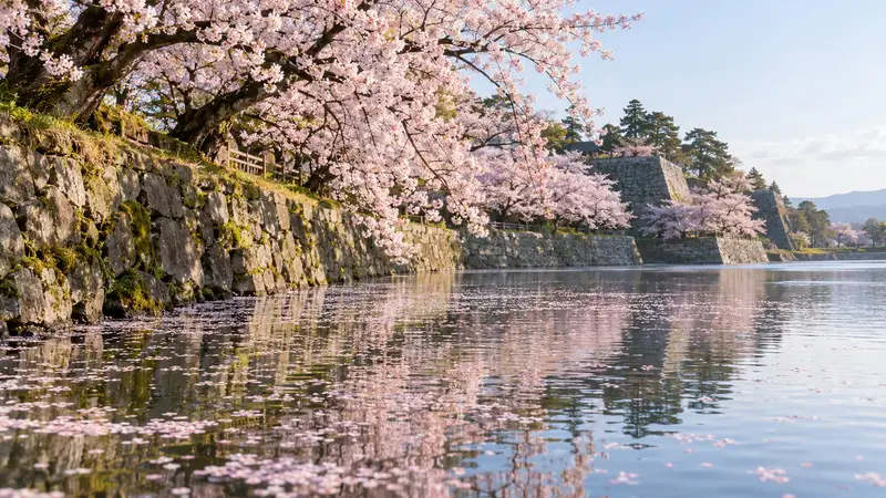 城の堀に沿って咲く満開の桜並木と、水面に散った花びら。奥に石垣が見える
